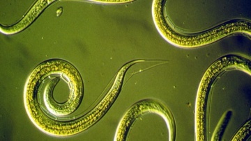 Kwaliteit Nemasys aaltjes