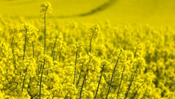 Op weg naar duurzame landbouw in Europa