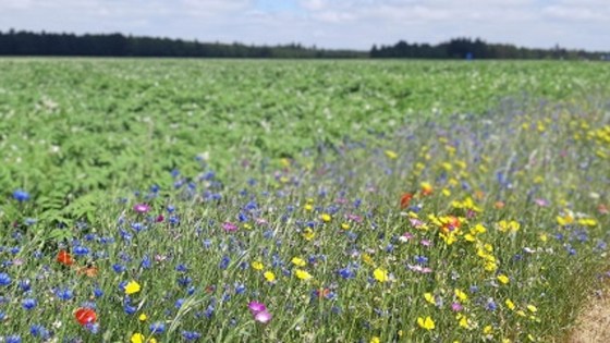 Akkerranden biodiversiteit