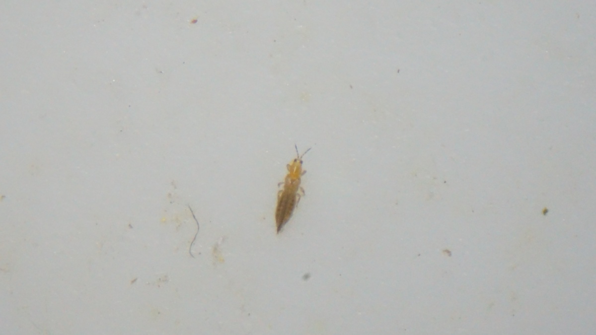 Trips Insecten Trips - BASF Agricultural Solutions | NL