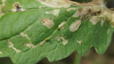 Tuta absoluta