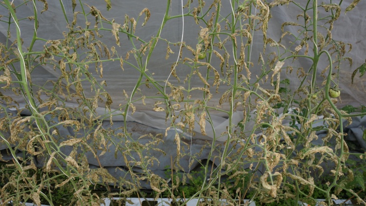 Tuta absoluta