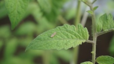Tuta absoluta