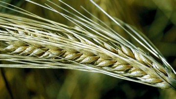 Zomer triticale