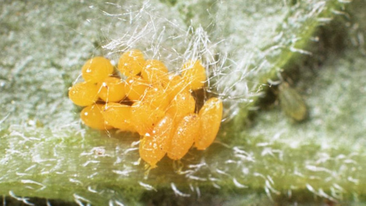 Coloradokever (larven) - BASF Agricultural Solutions | NL