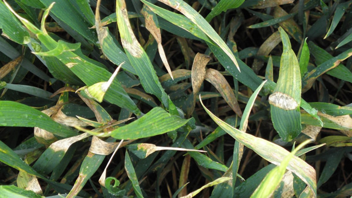 Bladvlekkenziekte Septoria Tritici BASF Agricultural Solutions NL
